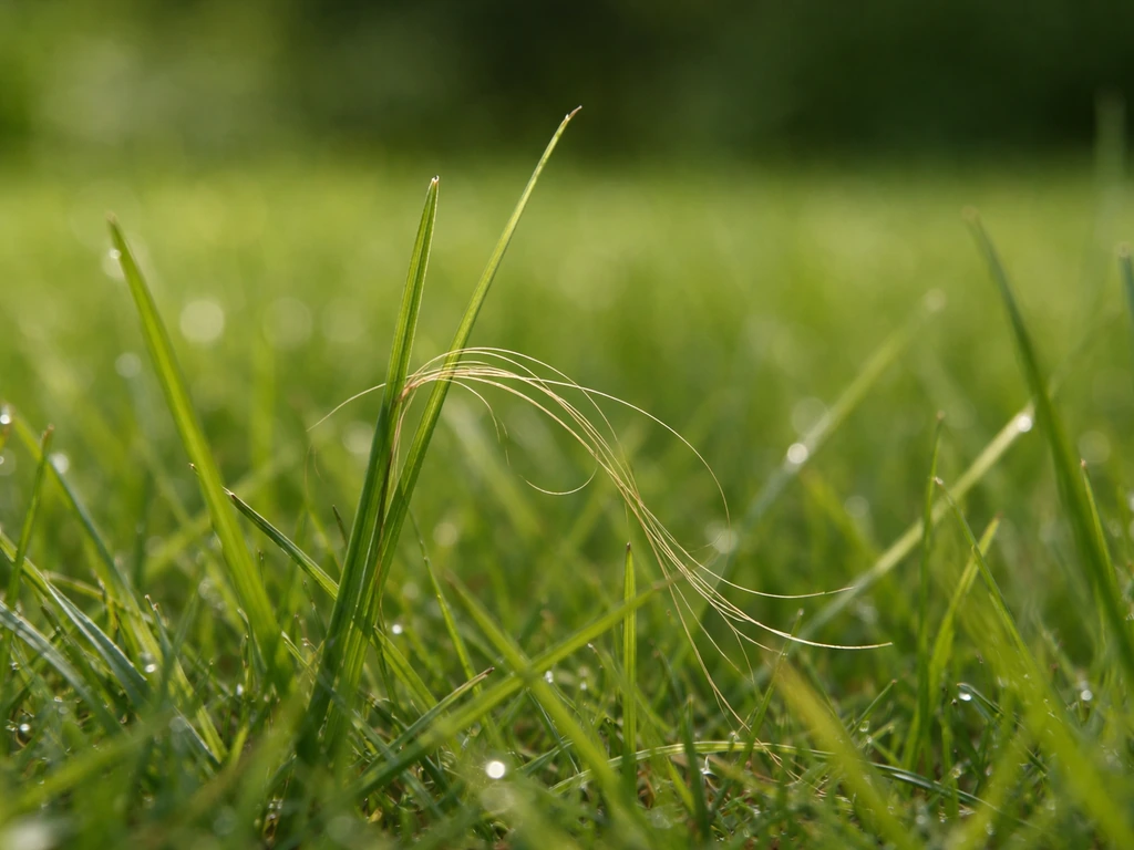 Gros plan d’une pelouse avec un brin de cheveux coincé entre les brins d’herbe.