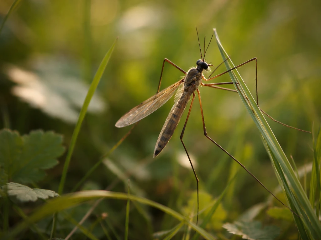 Tipule adulte posée sur une tige d’herbe dans un jardin, fond naturel flou et lumière douce.