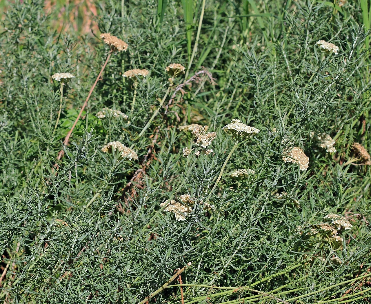 Achillea crithmifolia gazon : guide pratique étape par étape