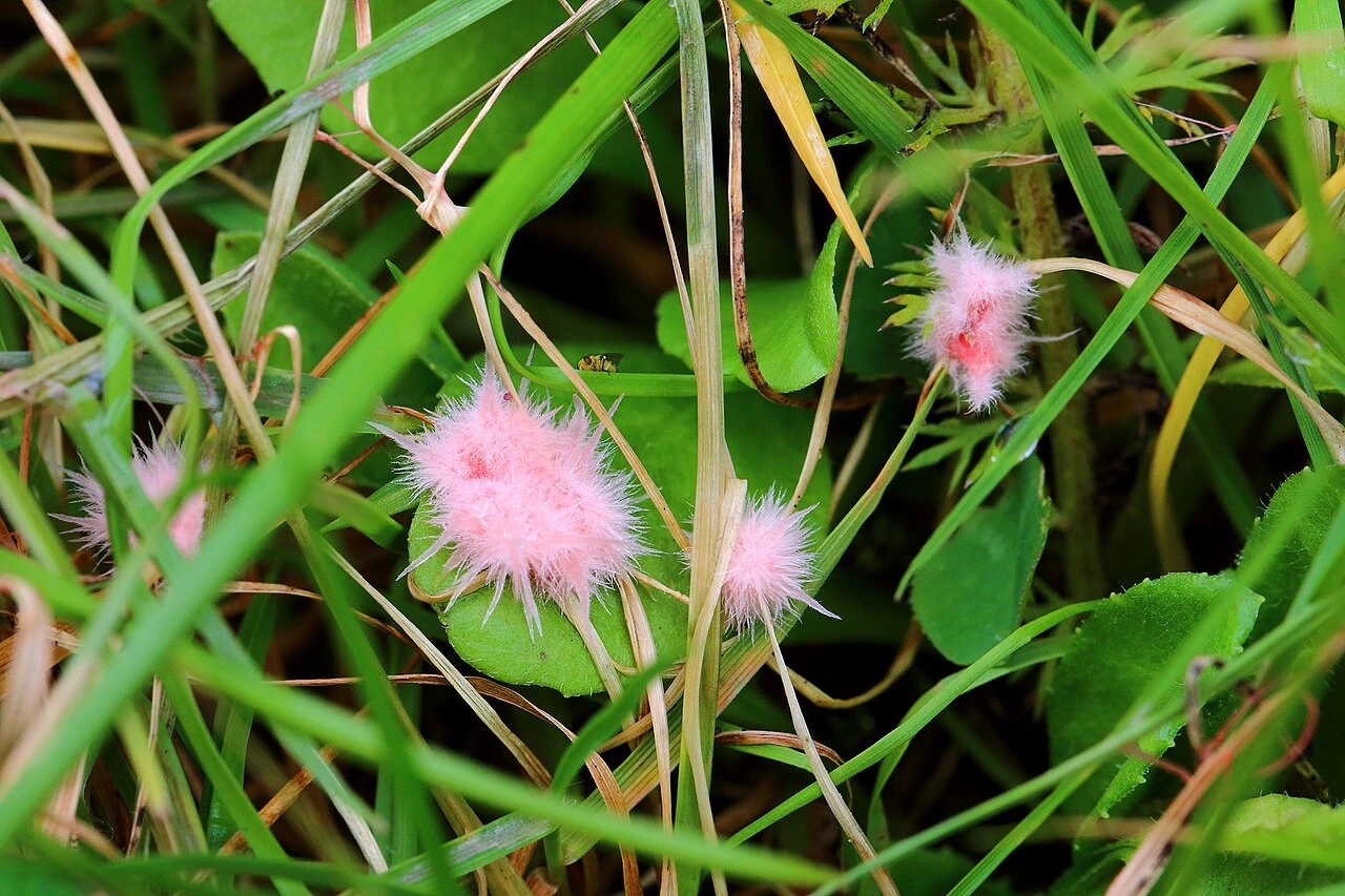 Rouge-gazon incendie : causes, diagnostic et traitement au jardin